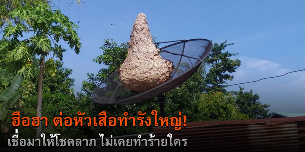 ต่อหัวเสือทำรังใหญ่เชื่อมาให้โชคลาภ